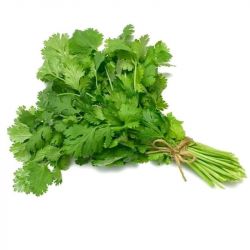 Cilantro de Fresco