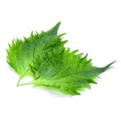 Folha de Fresco de Shiso 60g 15u