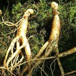 O que é o ginseng? Propriedades e benefícios