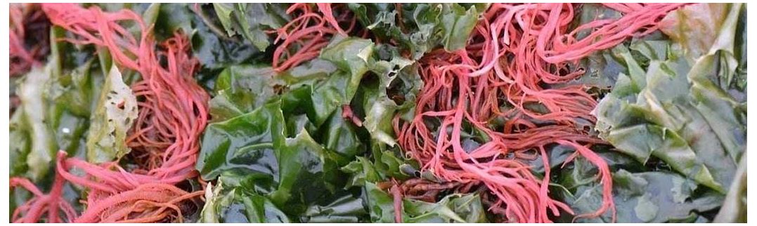 Compre ágar ágar algas marinhas