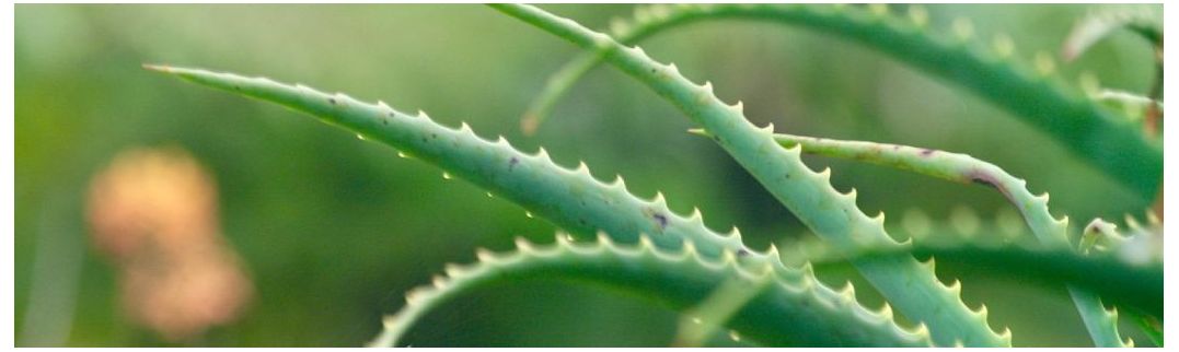 Compre bebidas de Aloe Vera