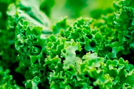 Legumes e frutas exóticas frescas